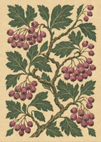 Hawthorn berries and twisting broad leaves — artwork detail
